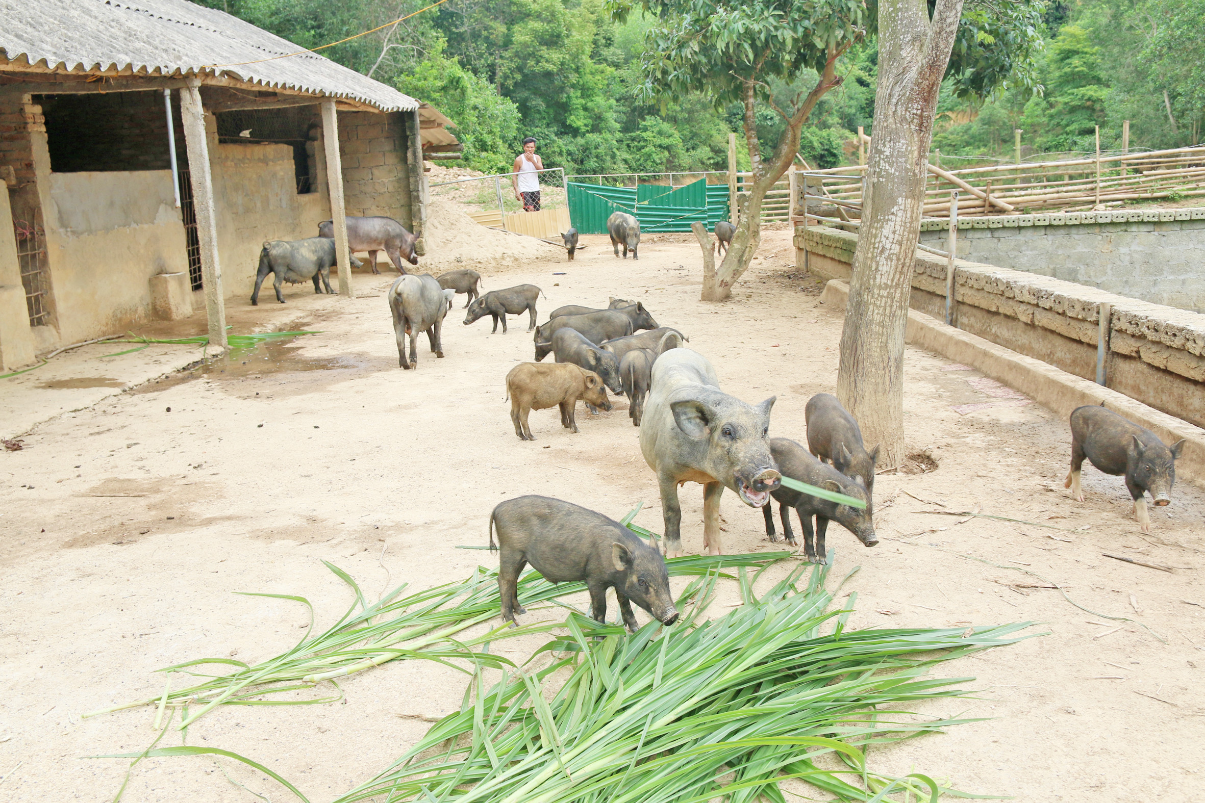 Lợn rừng của ông Bùi Văn Ngân ở xã Hương Sơn (Tân Kỳ) hiện đã có nhiều khách hàng đặt mua sử dụng trong dịp Tết. Ảnh: Xuân Hoàng