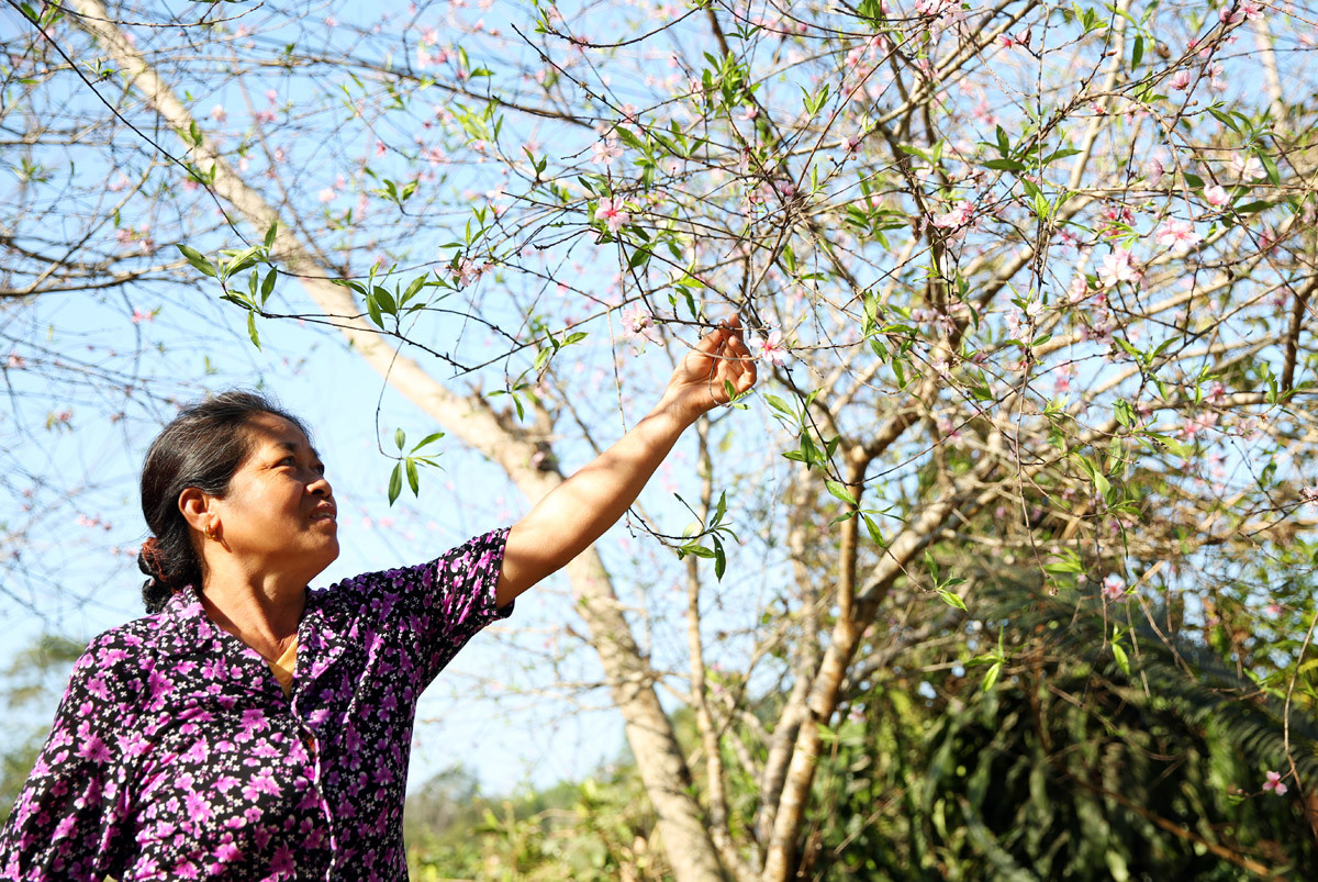 Thế nhưng với những hộ trồng đào tết thì đây không phải là tín hiệu gì lấy làm vuio vẻ (Ảnh : Hồ Phương)