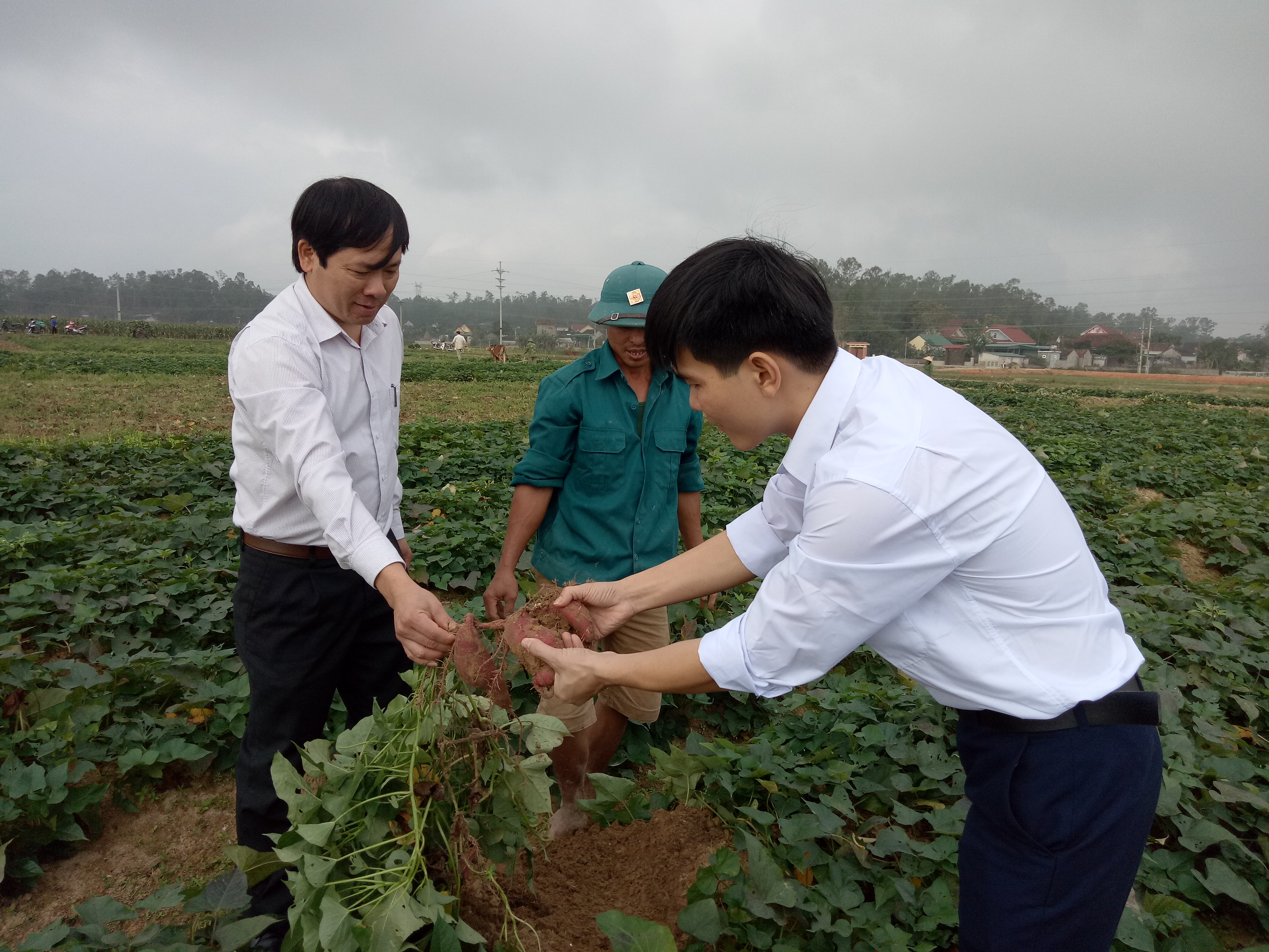 Mô hình trồng khảo nghiệm giống khoai lang tinh bột Hà Nam Vương 1 và KL 20209 ở xã Vân Diên (Nam Đàn). Ảnh: Thúy Tình
