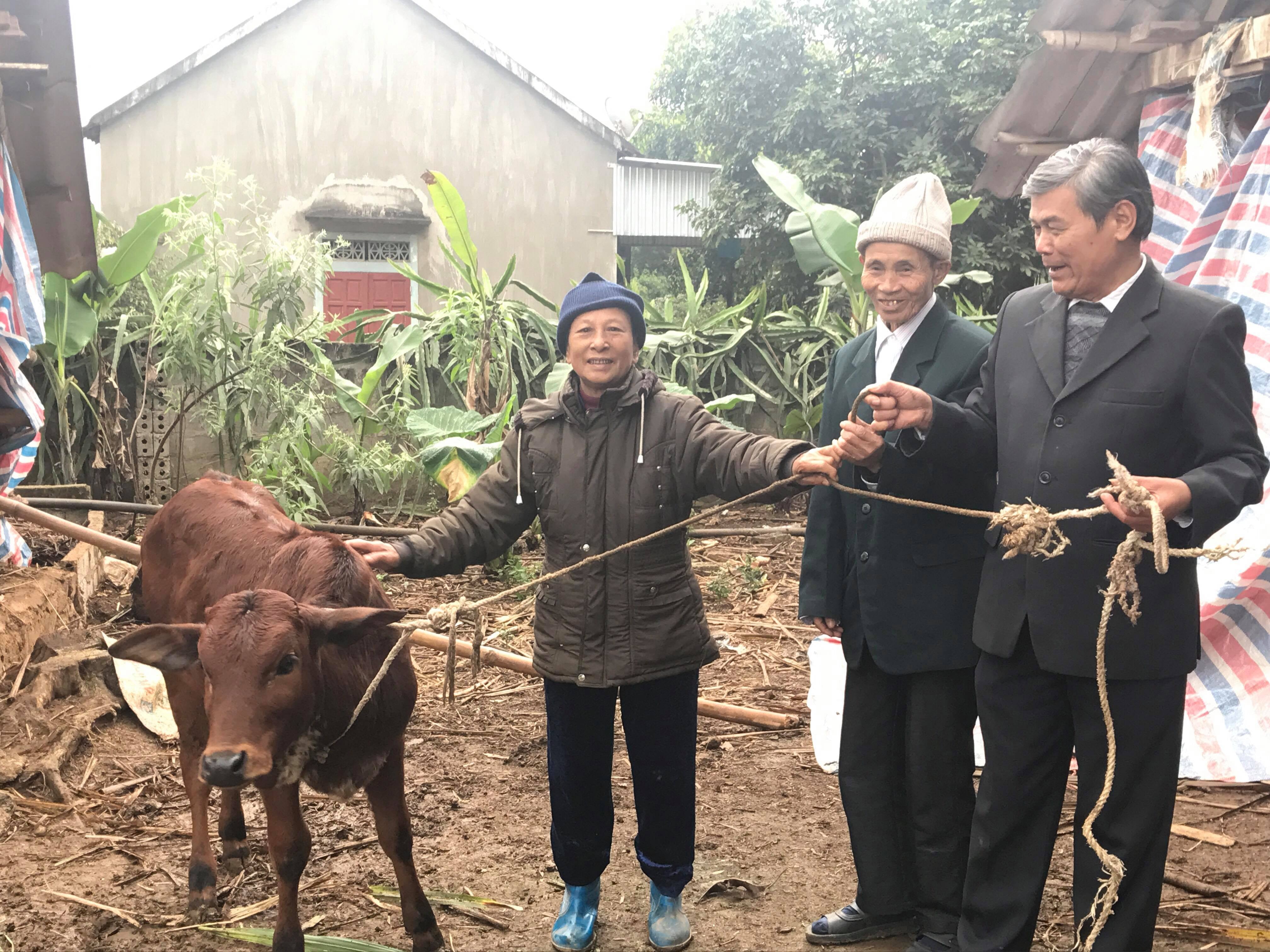 Bê giống thế hệ thứ 2 được trao cho gia đình hội viên cựu TNXP. Ảnh: Minh Thái