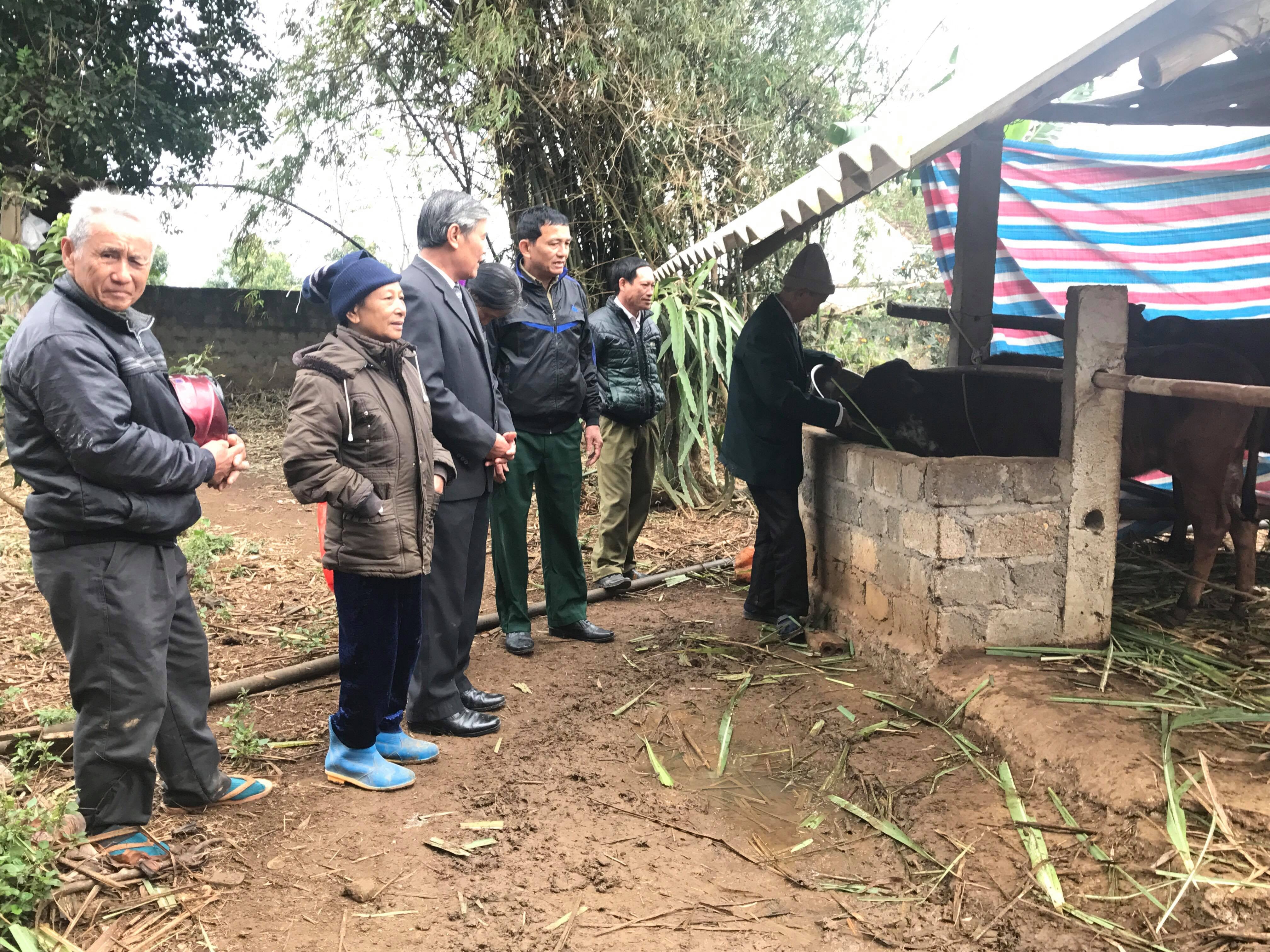 Nhiều hội viên tham quan cách nuôi bê giống sinh sản của gia đình. Ảnh: Minh Thái