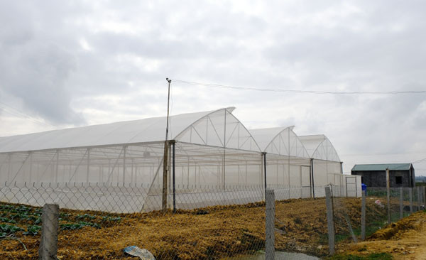 Khu nhà lưới mới được đầu tư để trồng rau sạch Ảnh: Mỹ Hà