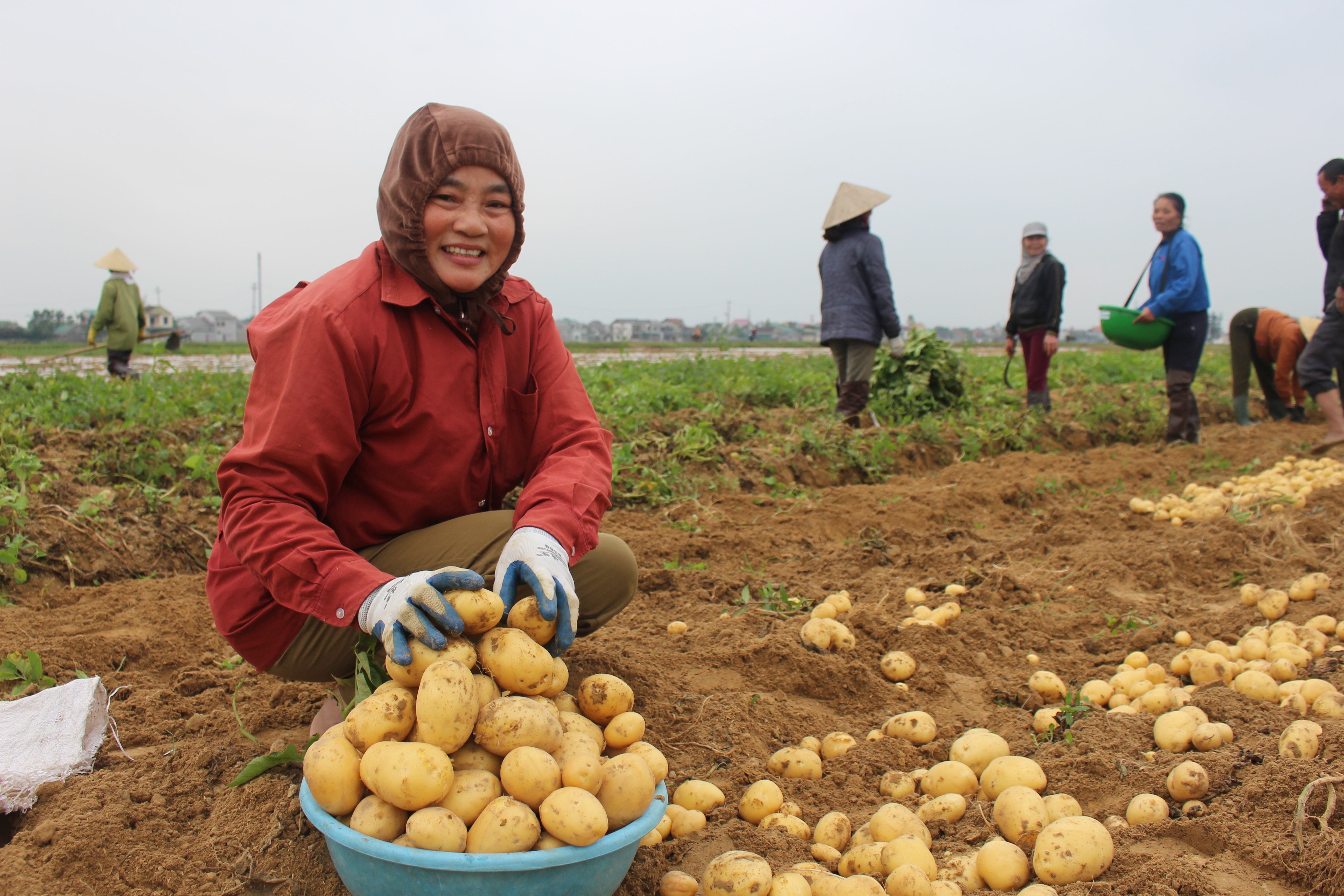 Bà con nông dân Nghi Lộc thu hoạch khoai tây giống Marabel. Ảnh:  Nhật Tuấn