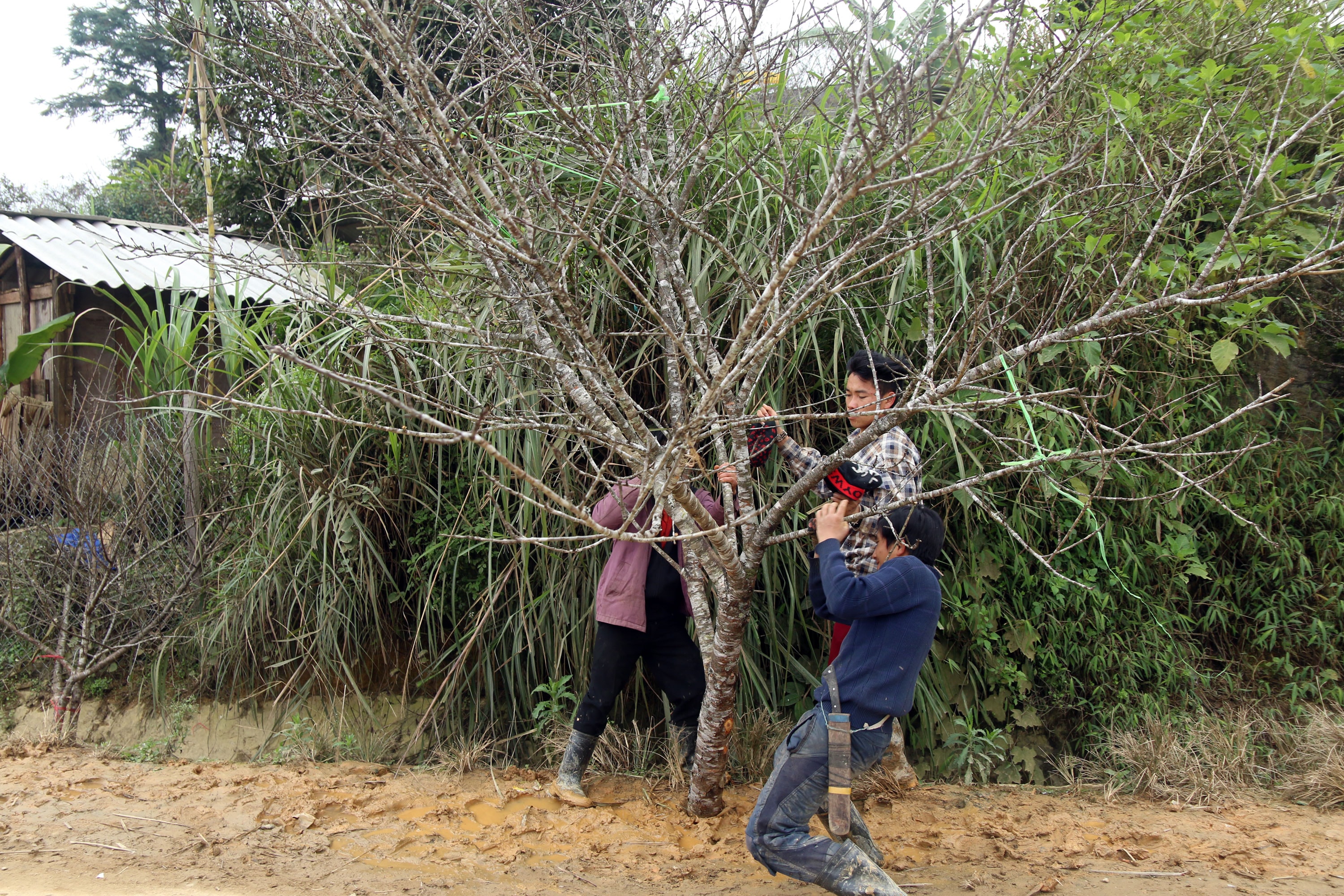 Nhiều thanh niên phải vật lộn mới mang được cành đào khủng về tới bản. Ảnh: Đào Thọ