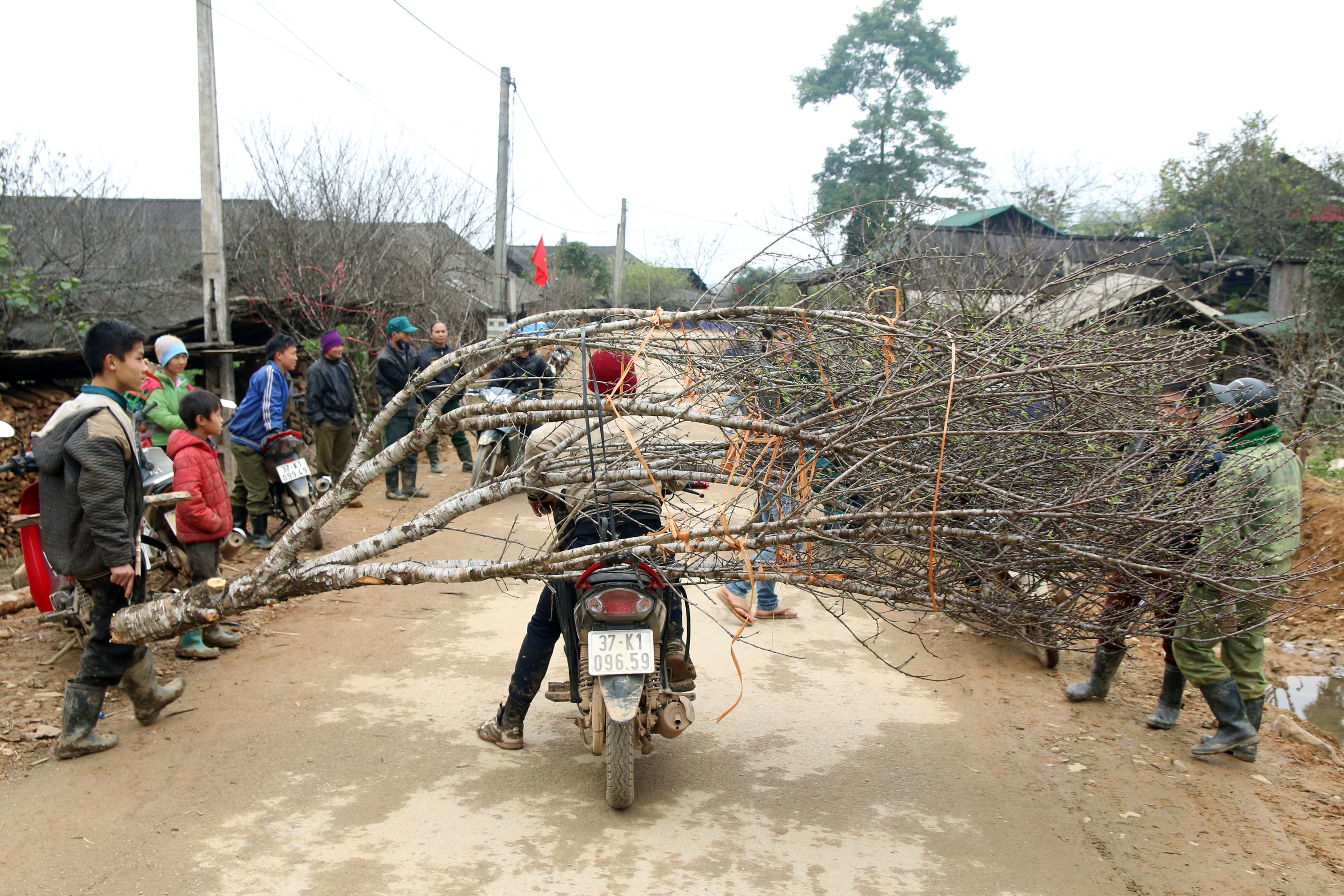 Một người dân ở xã Na Ngoi (Kỳ Sơn) chở về cành đào đá giá 10 triệu đồng choán hết cả lối đi. Người dân này cho hay, nếu có xe chở ra tới thị trấn, giá này còn có thể đẩy lên mức cao gấp đôi. Ảnh: Đào Thọ