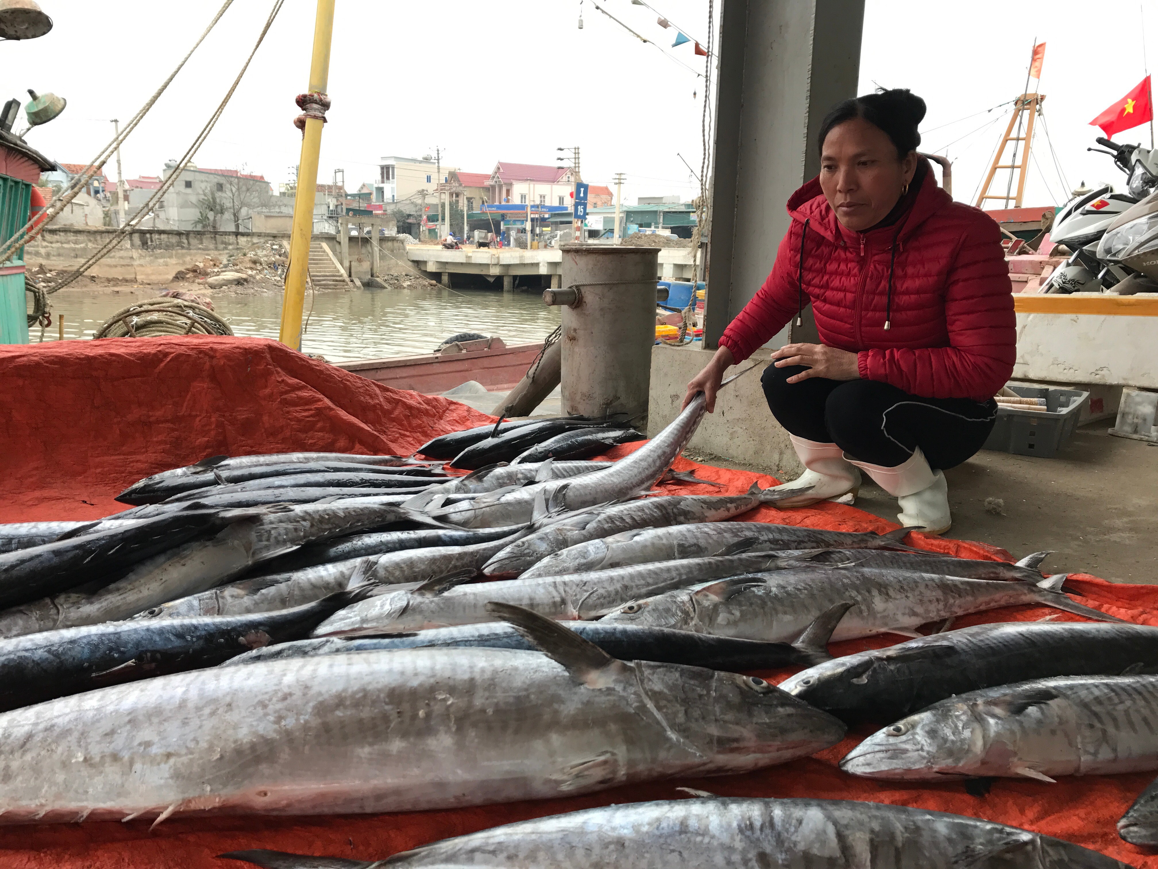 Các thương lái thu mua cá ở cảng; hiện giá cá thu tươi tại tàu là 240.000 đồng/kg. Ảnh: Thu Hiền