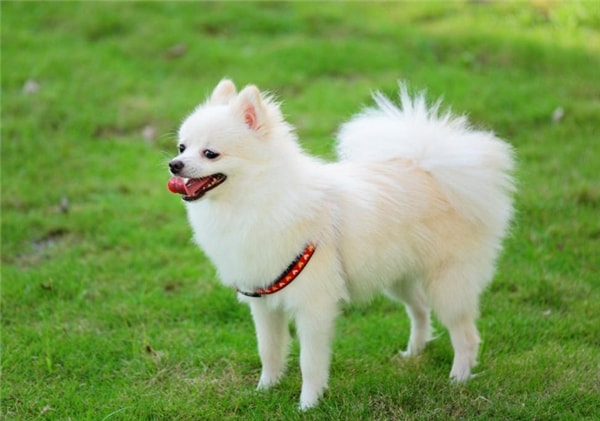 1. Chó Phốc sóc (Pomeranian/Pom): Đây là loài chó vô cùng nhỏ nhắn và đáng yêu, toàn thân được phủ một lớp lông dày xù, khiến thân hình của chúng bị phồng to hơn so với thực tế. Loài chó này rất được người yêu chó cảnh ưa chuộng vì chúng rất khôn, biết vâng lời, trung thành, và sủa rất dai nên rất thích hợp với việc giữ nhà. Nhược điểm duy nhất của chúng là vì quá nhỏ bé, khung xương yếu nên chúng rất dễ bị chấn thương nếu chủ vô ý hoặc đùa giỡn quá mạnh tay.