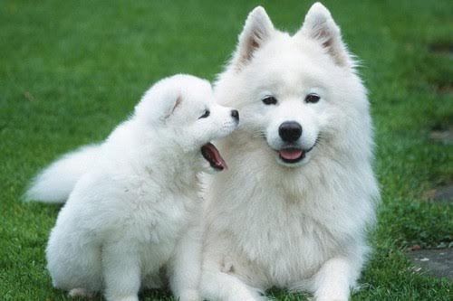 Samoyed- giá từ 6500 đến 12000 USD