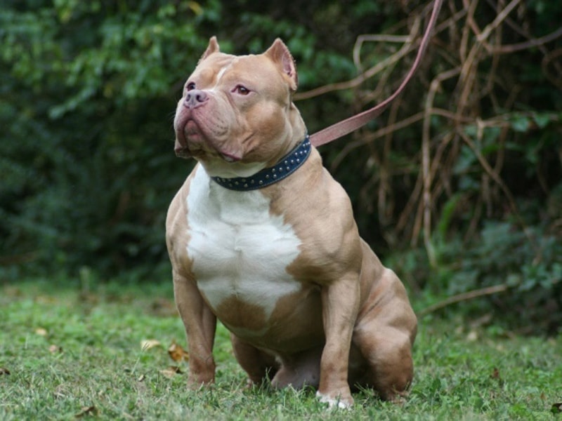 Giống chó Pit Bull hung dữ và nguy hiểm nhất thế giới.