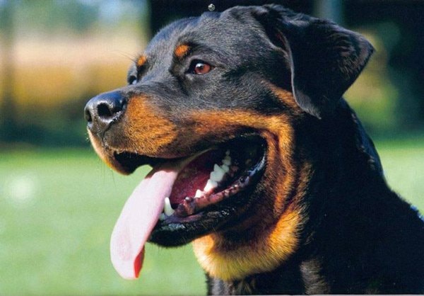 Chó Rottweiler hay còn gọi là chó rotti là một giống chó có nguồn gốc ở Đức.