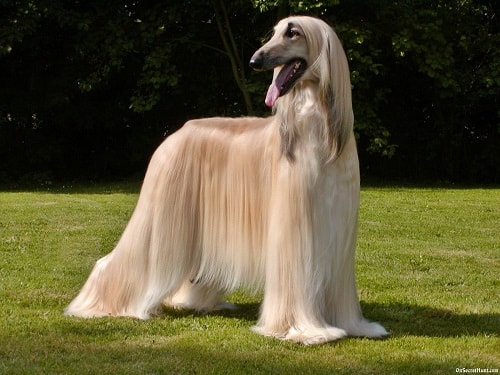 Chó săn Afghan (Afghan Hound)