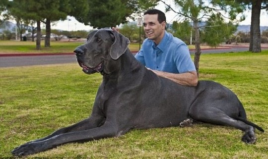 Great Dane được coi là giống cho cao nhất trên thế giới cùng với chó săn Irish Wolfhound. 