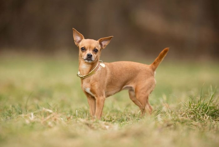 Chó Chihuahua - trọng lượng 0,9-1,8 kg.