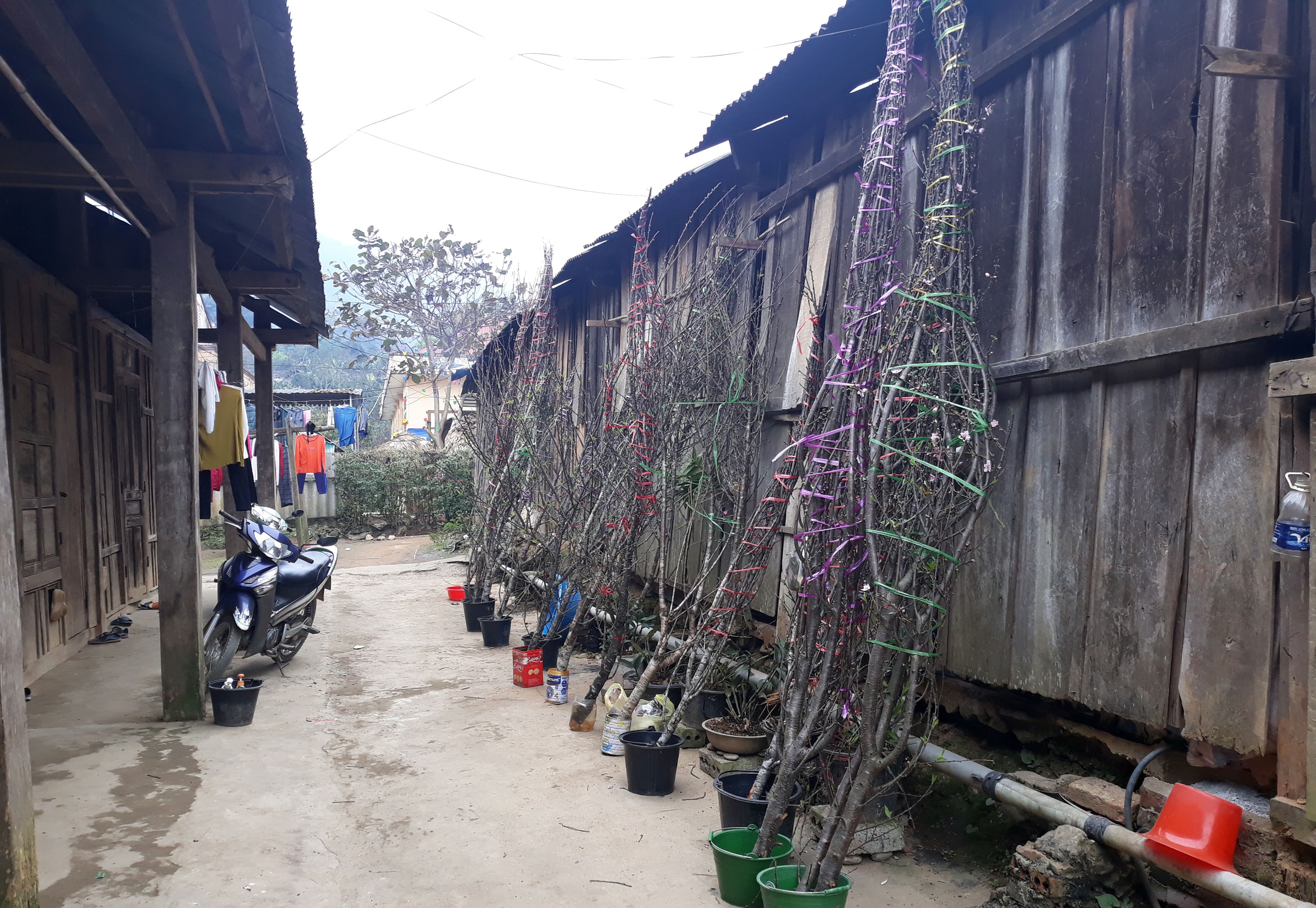 Giáo viên vùng cao Nghệ An chuẩn bị cành đào, lá dong về quê ăn Tết. Ảnh: ĐT
