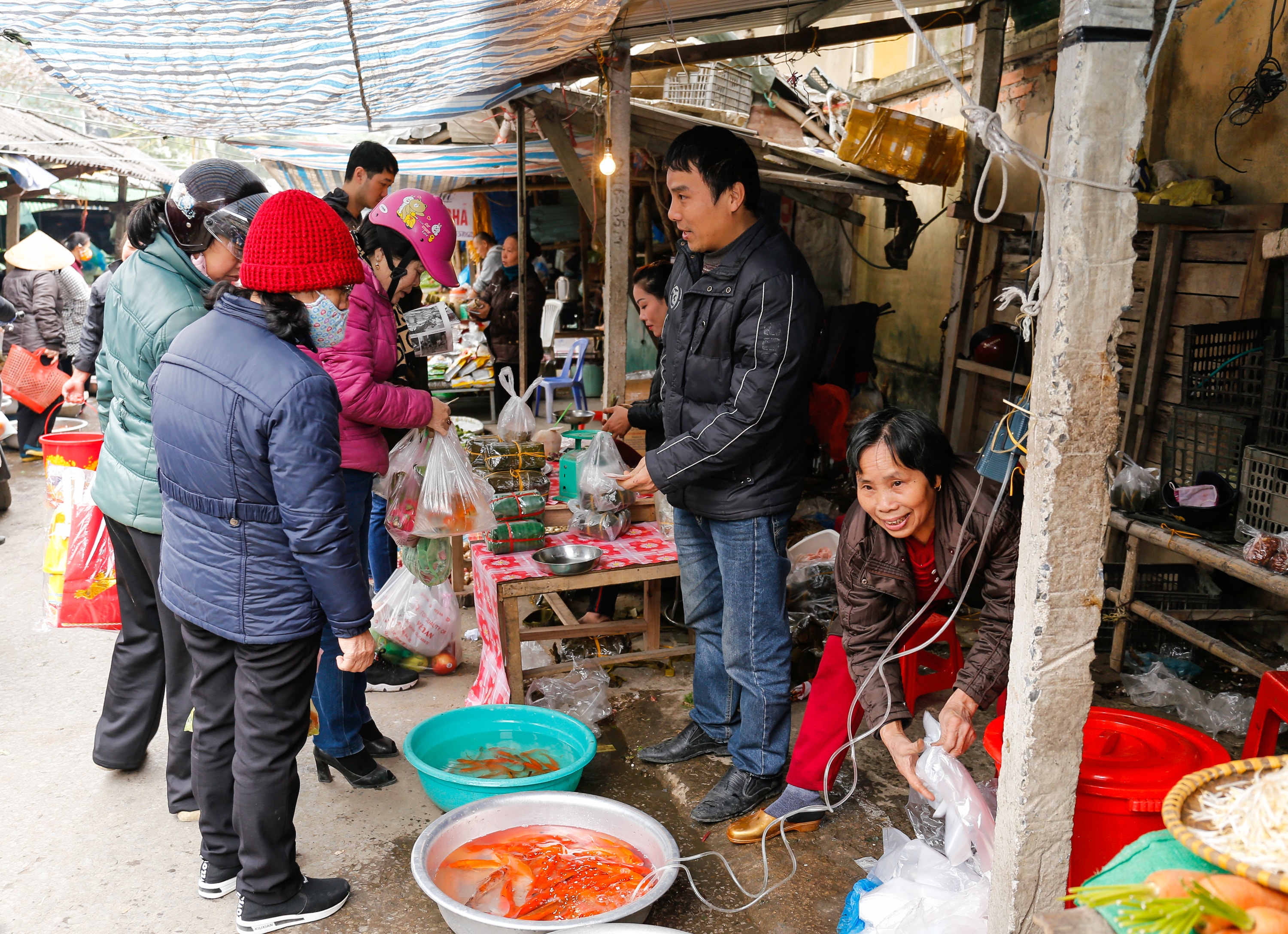 Khách hàng chủ yếu chọn mua cá chép đỏ. Tuy nhiên vẫn có người vẫn mua phải cá Vàng có đuôi ngắn hơn cá chép. Ảnh Đức Anh