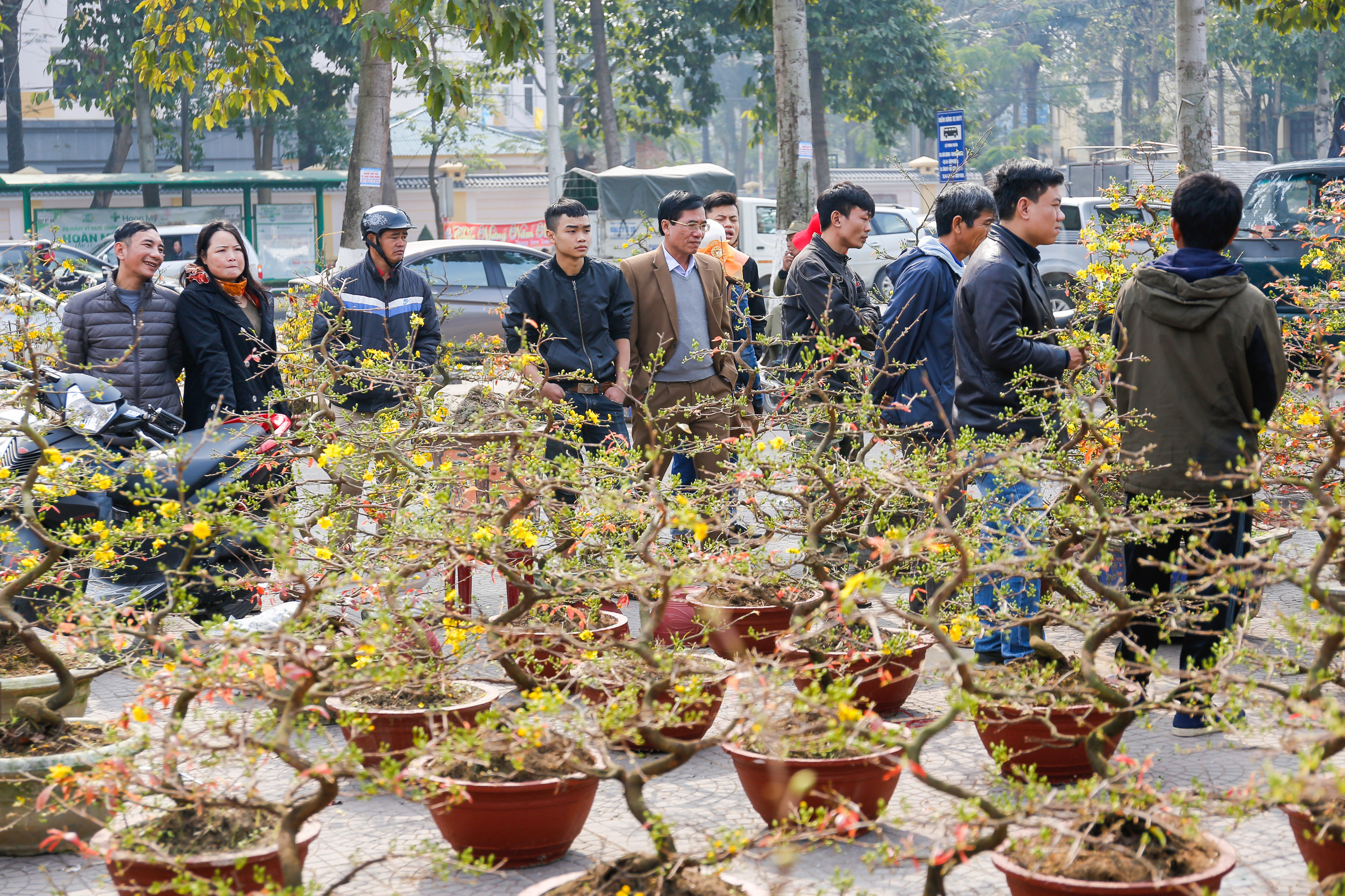 Bên cạnh đó cây những cây mai nhỏ xinh có giá chỉ vài trăm nghìn đến vài triệu đồng cũng được nhiều khách hàng đón nhận. Ảnh Đức Anh