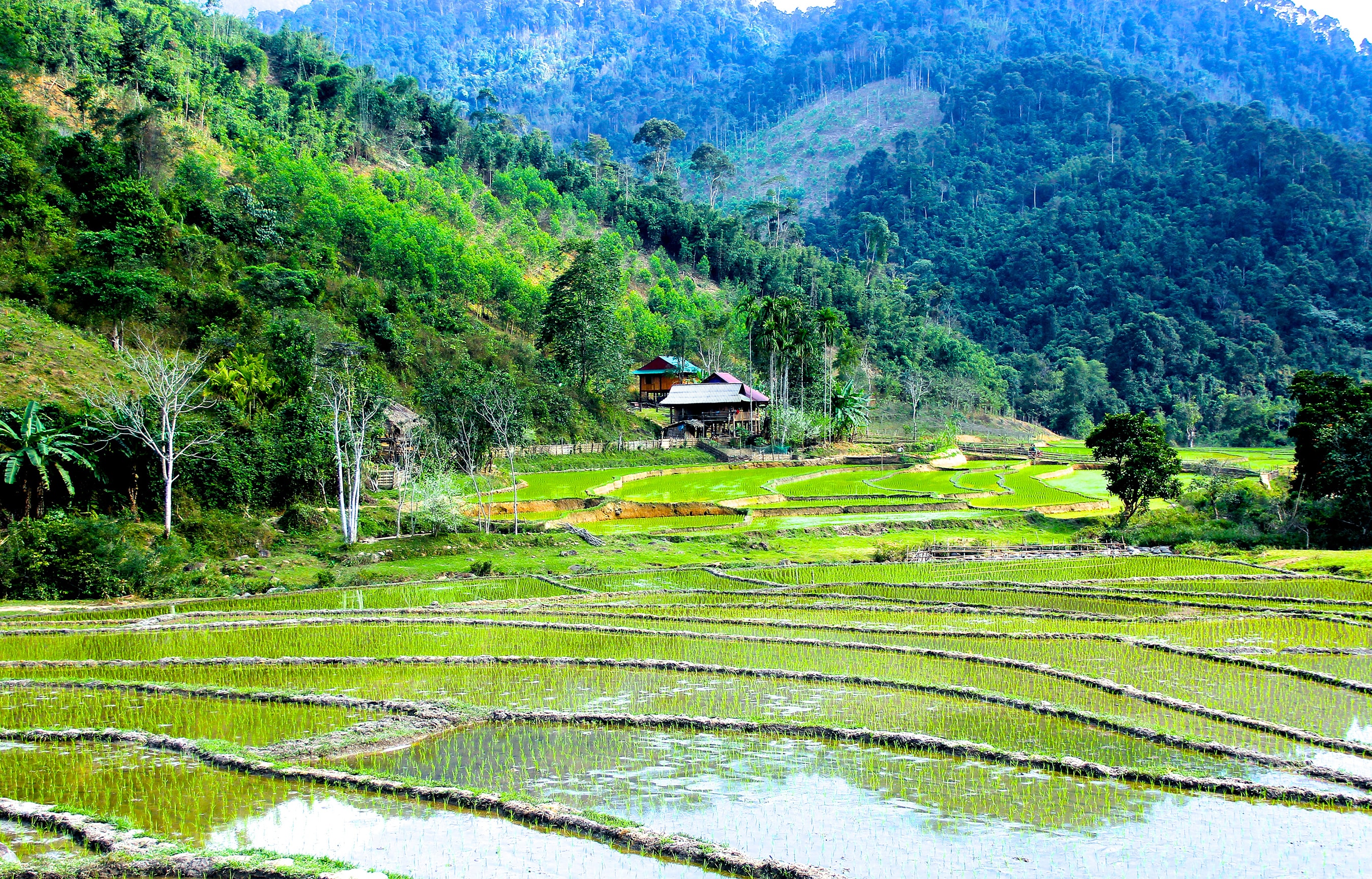 những thửa ruộng trải dài, rừng đặc dụng phòng hộ mà đồng bào nhận khoanh nuôi đã có “hình hài”, biến Na Xai thành khoảng không xanh mát, đầy hi vọng. Ảnh: Mỹ Nga