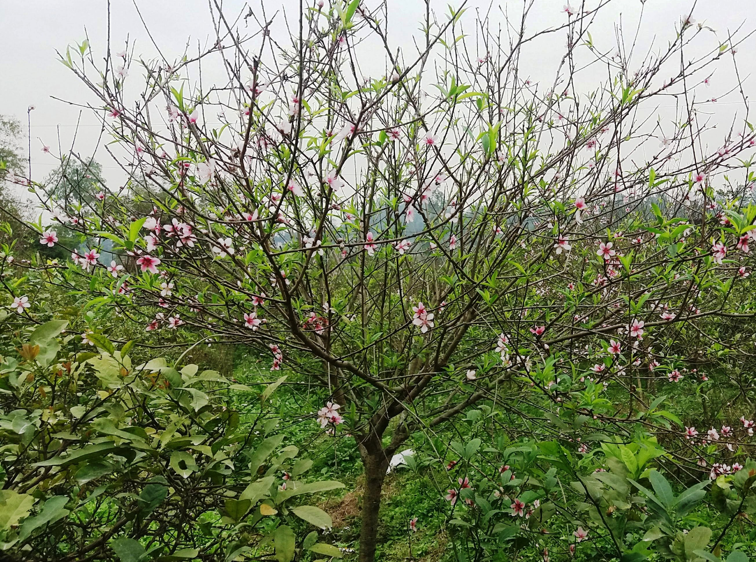 Cây đào được trồng xen trong vườn chanh ở xã Hưng Yên Nam (Hưng Nguyên). Ảnh: Thanh Tâm