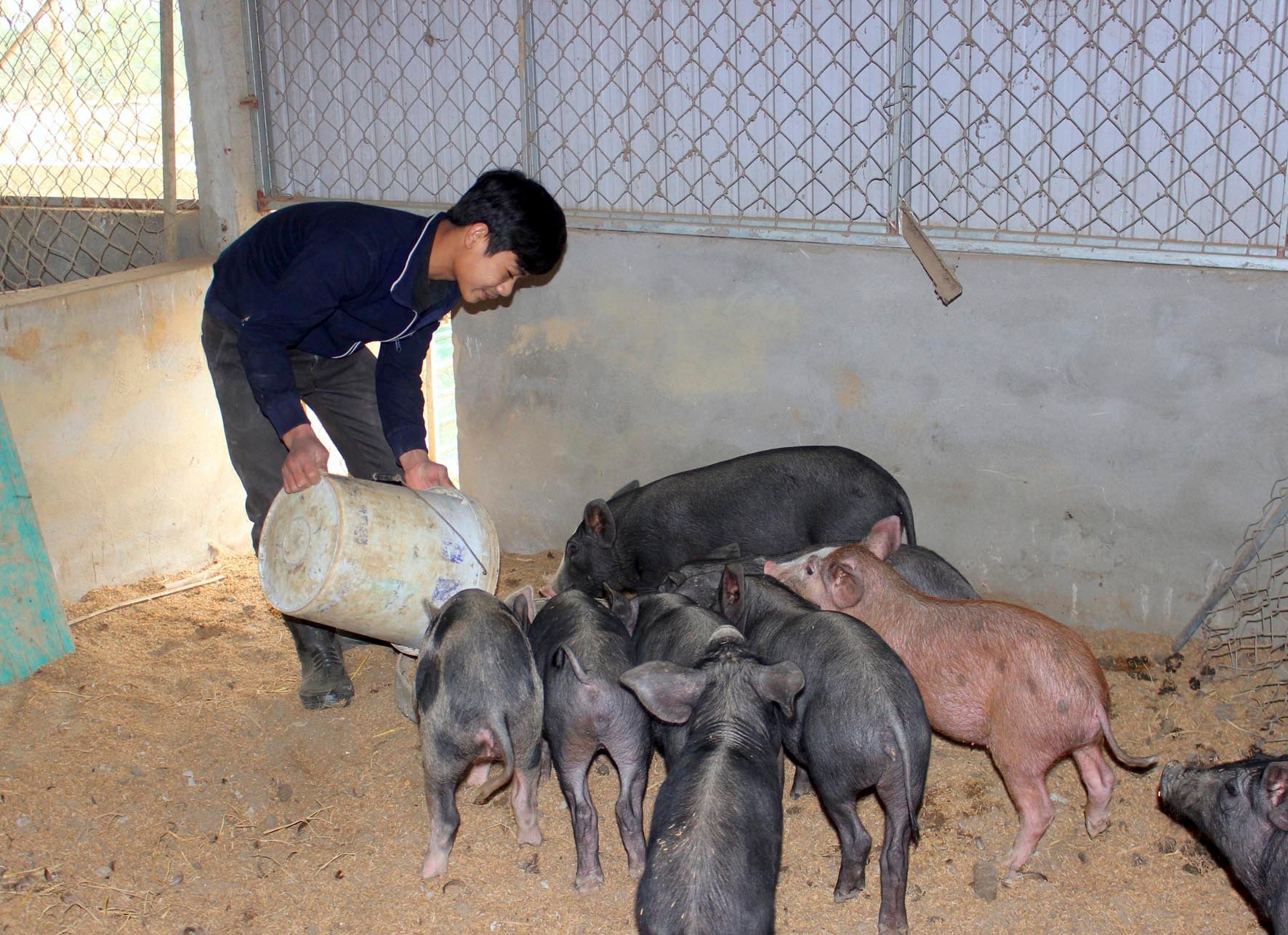Mô hình nuôi lợn đệm lót sinh học ở Hưng Nguyên.Ảnh: Quang An