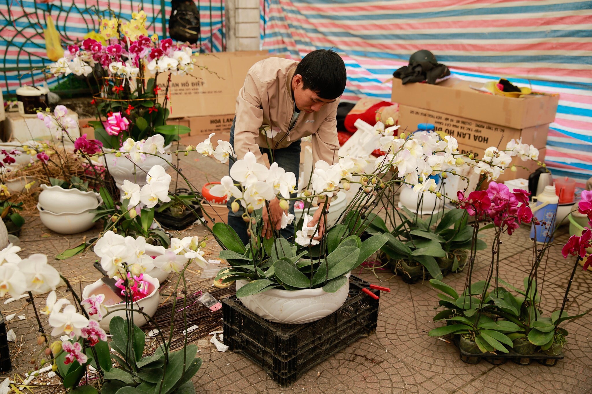 Hoa lan vẫn là loài hoa được nhiều người ưa chuộng. Ảnh: Hải Vương