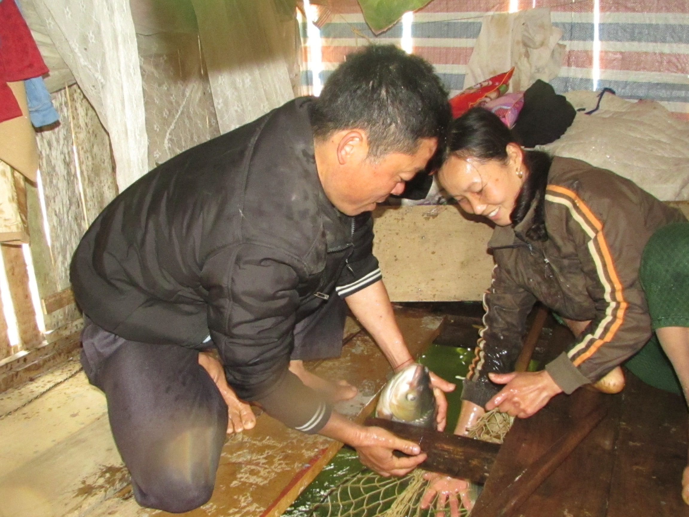 Mô hình nuôi cá lồng của gia đình chj Phạm Thị Vân ở thôn Tân Hòa, xã Bồng Khê (Con Cuông). Ảnh:Thăng Bình