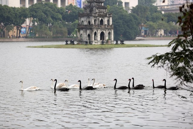 Đàn thiên nga bơi trên hồ Hoàn Kiếm chưa đầy một ngày đã bị mang qua hồ Thiền Quang 