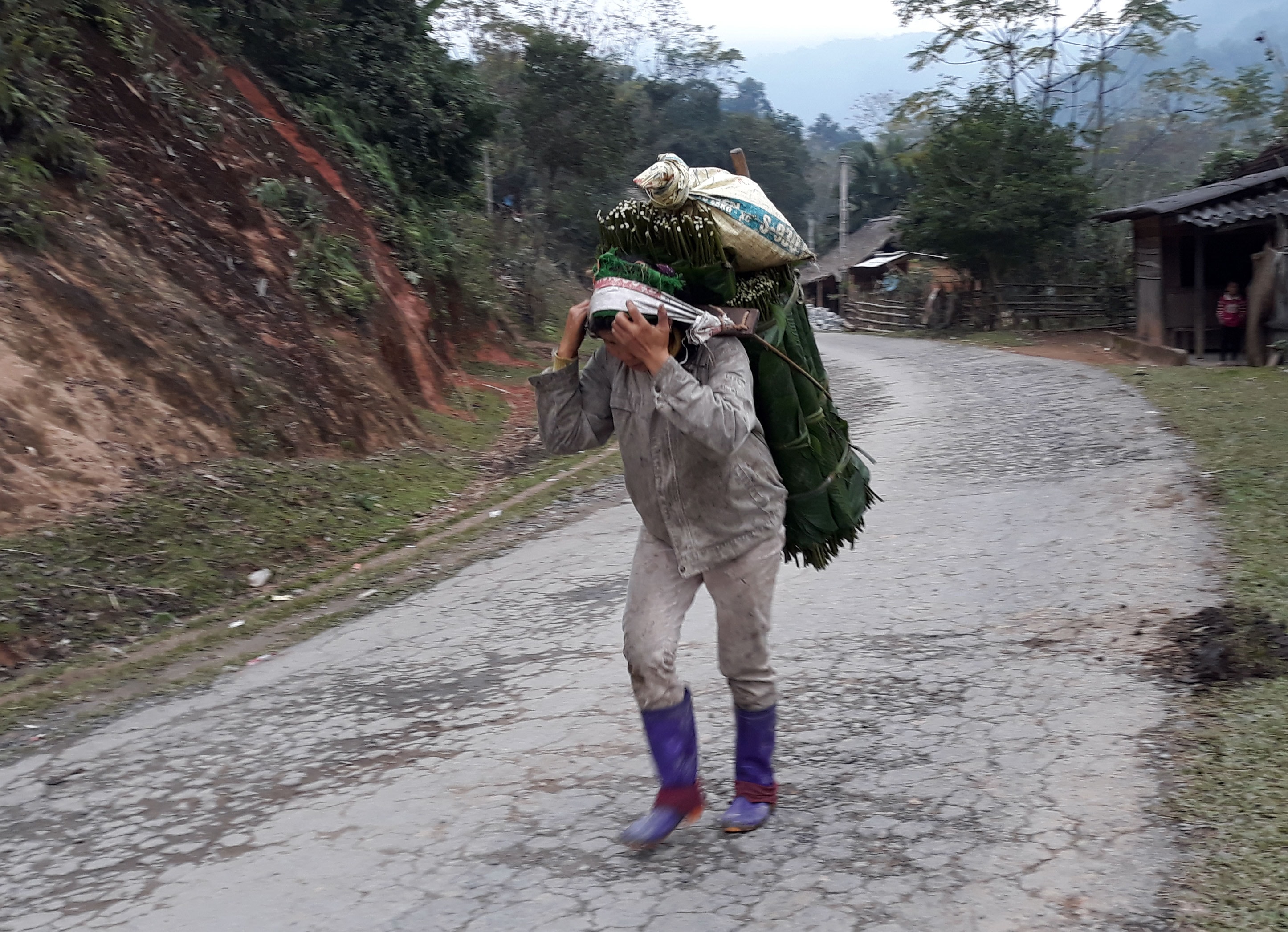 Thời điểm này nhiều người dân vùng cao gác lại mọi việc vào rừng hái lá dong về bán. Ảnh: Đào Thọ