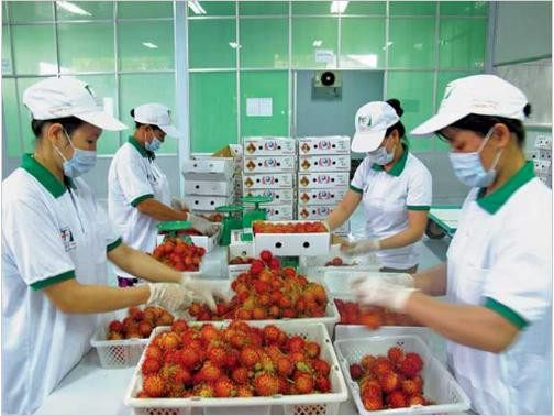 Việt Nam xuất khẩu rau quả thu 13 triệu USD mỗi ngày gần Tết. Ảnh minh họa