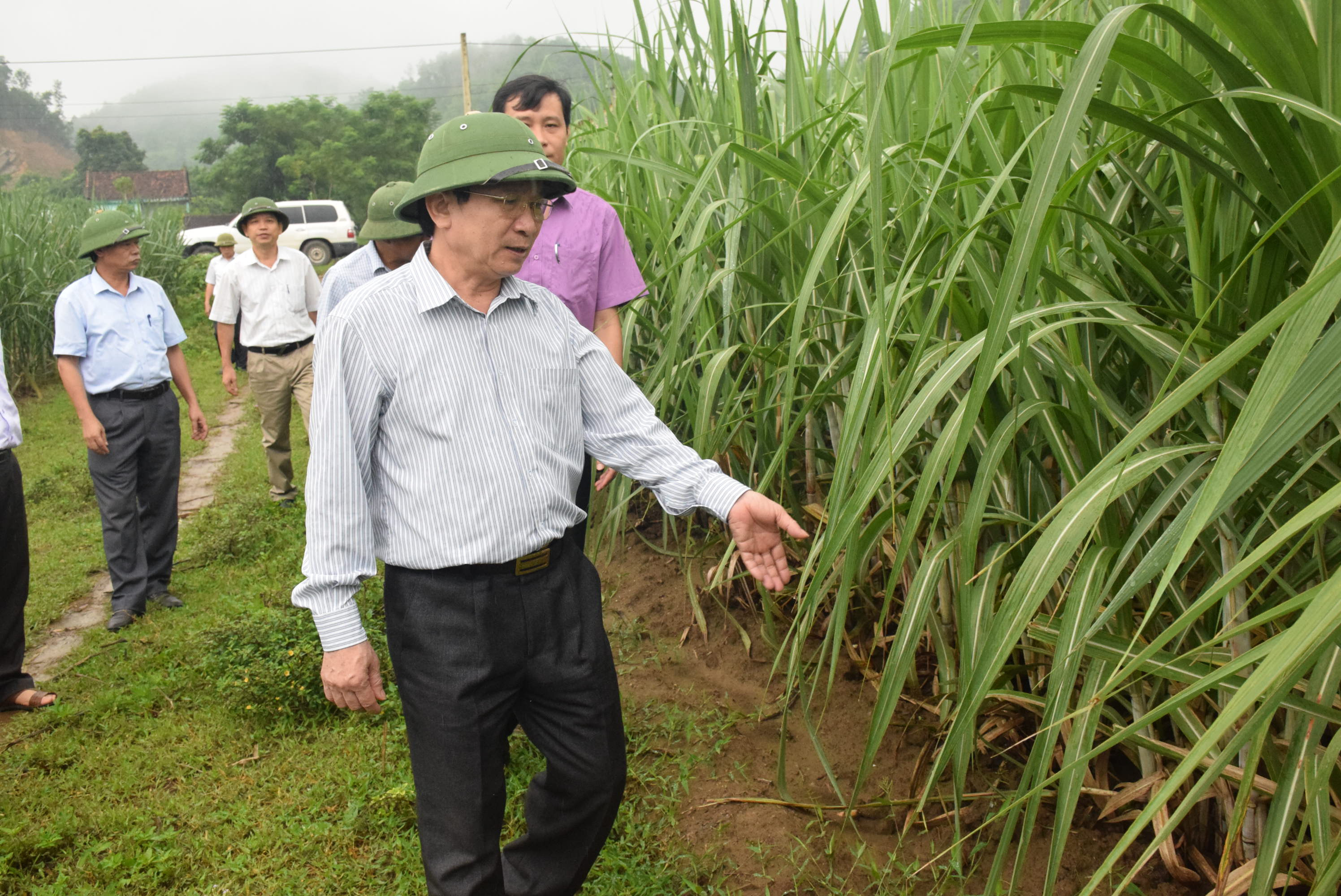 Lãnh đạo UBND tỉnh thăm mô hình trồng mía năng suất cao ở xã Tân Xuân (Tân Kỳ). Ảnh: Xuân Hoàng