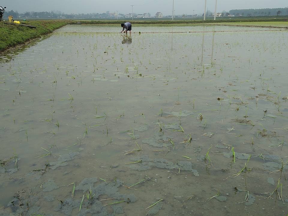Nhiều diện tích lúa xuân của huyện Thanh Chương đã bị chết rét. Ảnh: Đình Hà