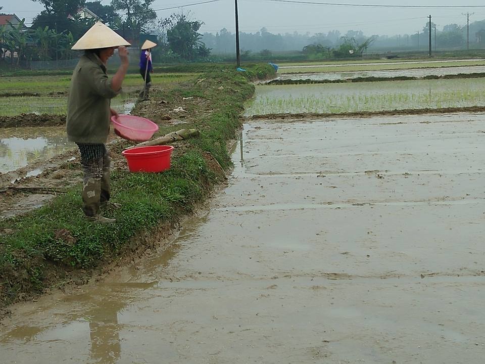 Lúa chết hơn 70% diện tích, chị Trần Thị Thủy ở thôn Lĩnh Long, xã Thanh Lĩnh (Thanh Chương) phải gieo thẳng lại bằng giống ngắn ngày. Ảnh: Đình Hà