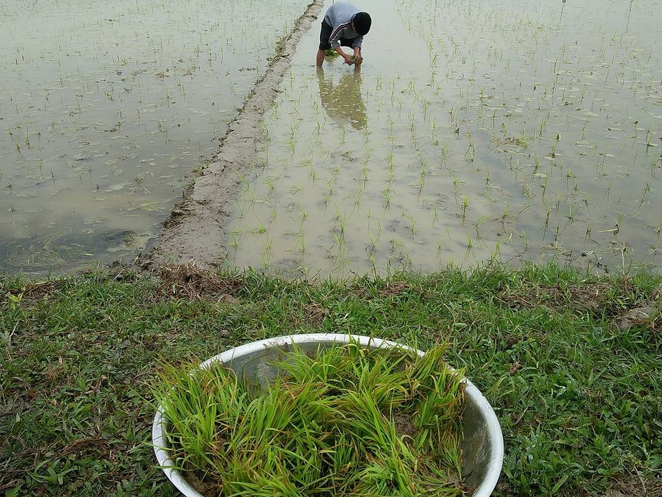 Người dân Thanh Chương đang tập trung tỉa dặm cho lúa nhưng kết quả không cao, vì mạ thừa đã héo úa và không còn nhiều. Ảnh: Đình Hà