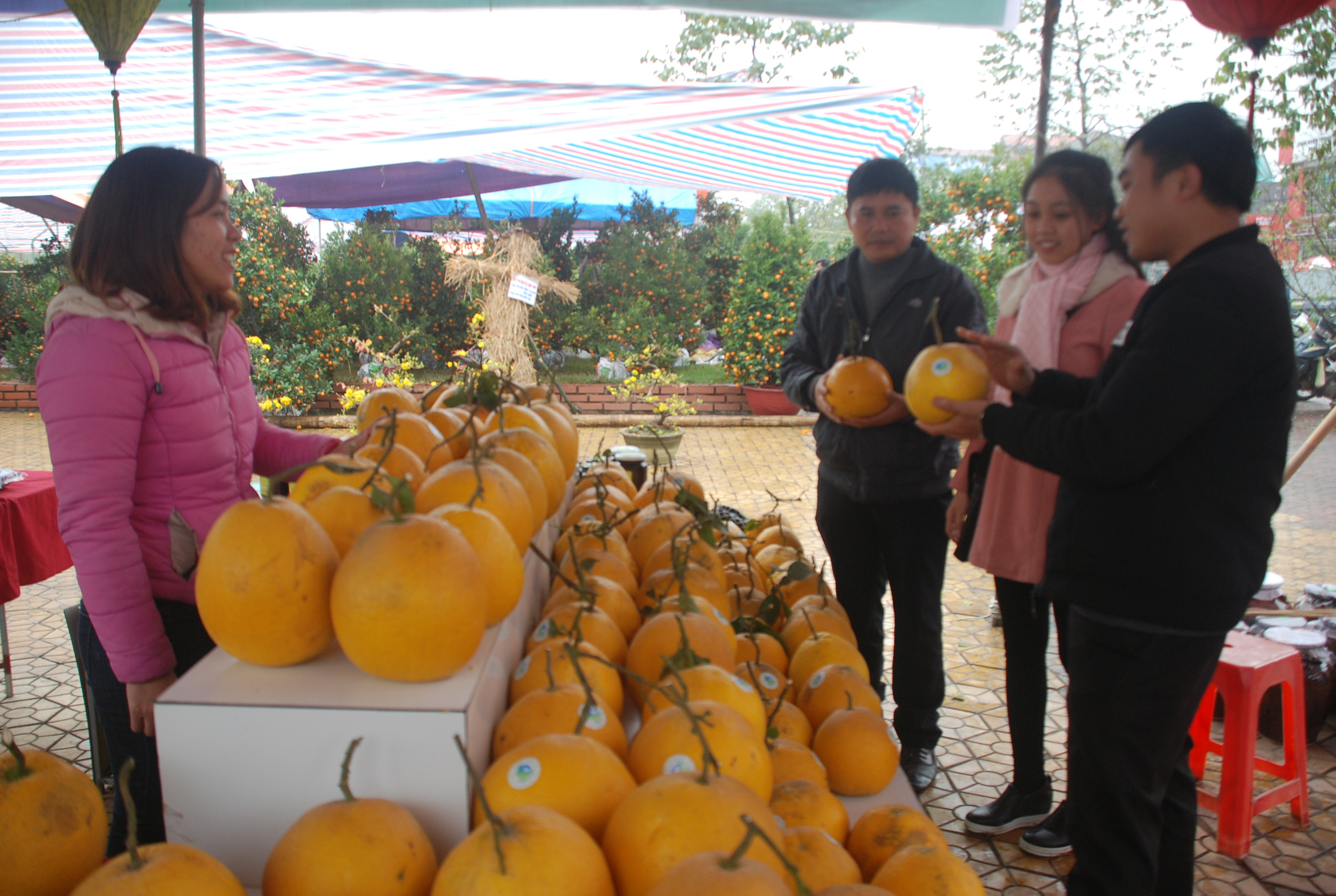 Nhiều khách hàng chọn mua bưởi Diễn vì màu sắc đẹp và rất ngọt. Ảnh Trần Đình Hà