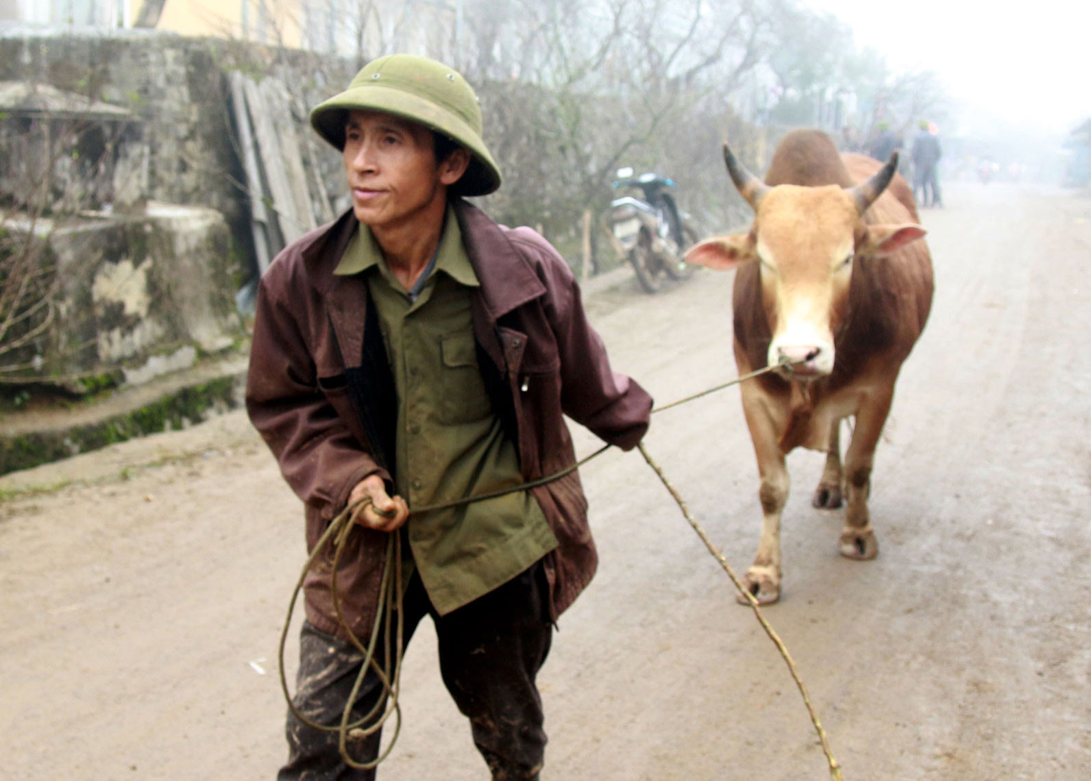 Không chỉ có vậy, nhiều gia đình, nhiều bản làng còn tổ chức đưa bò về mổ thịt đón Tết. Ảnh: Đào Thọ