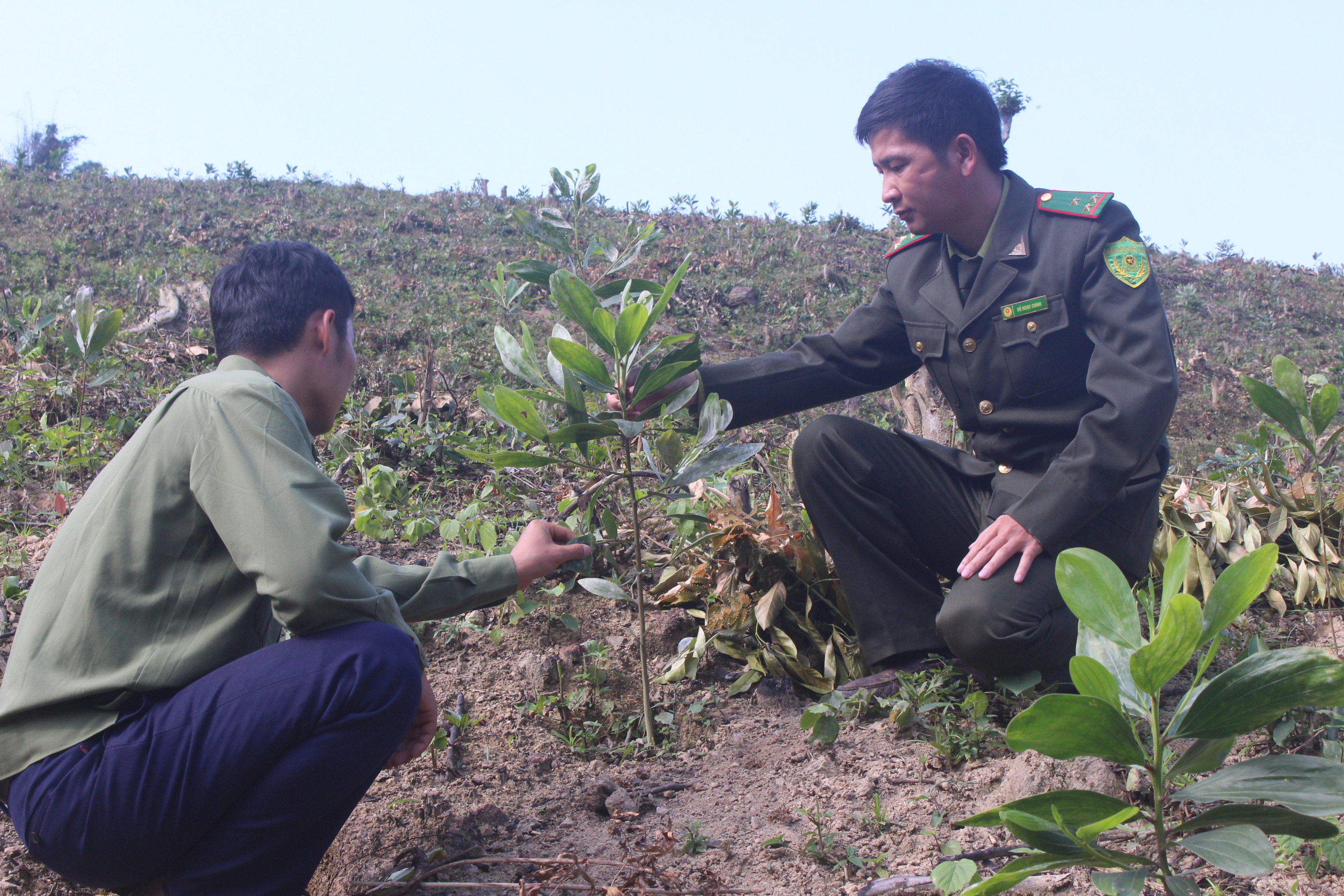 Trên đất lâm nghiệp được chuyển đổi mục đích sử dụng vài tháng, cây keo đã lên xanh.