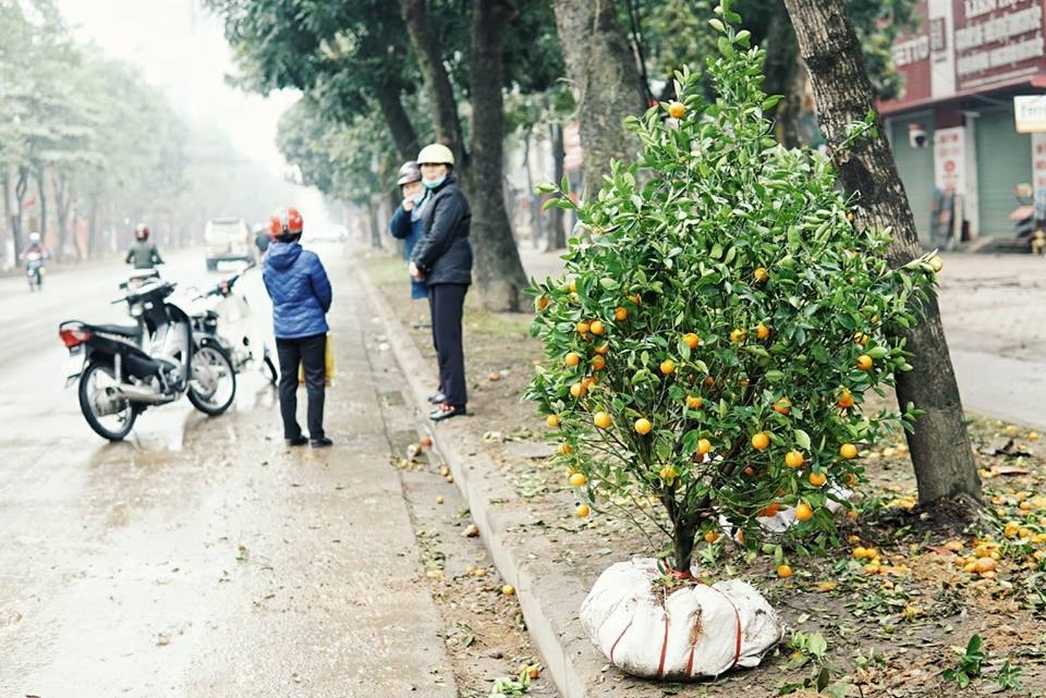 Một chậu quất bị người bán bỏ lại trên đường từ bữa qua. Sáng nay, một số người đi qua tiếc rẻ, đang bàn tính đem chậu cây này về nhà trông. Ảnh: Lê Thắng