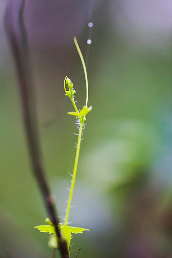 Sức xuân. Ảnh: Trung Hà