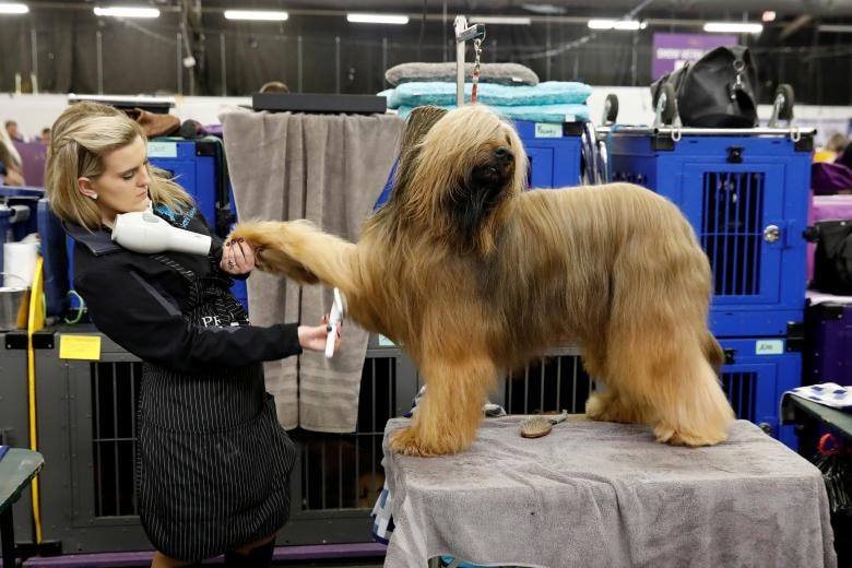 Jambo, một Briard, được chuẩn bị chu đáo trong khu vực thử nghiệm vào ngày đầu tiên của cuộc thi tại Câu lạc bộ Chó hàng năm Westminster tổ chức lần thứ 142 ở New York, ngày 12 tháng 2 năm 2018