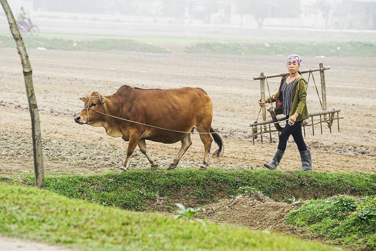 ra đồng đầu năm 13. Ảnh Trung Hà