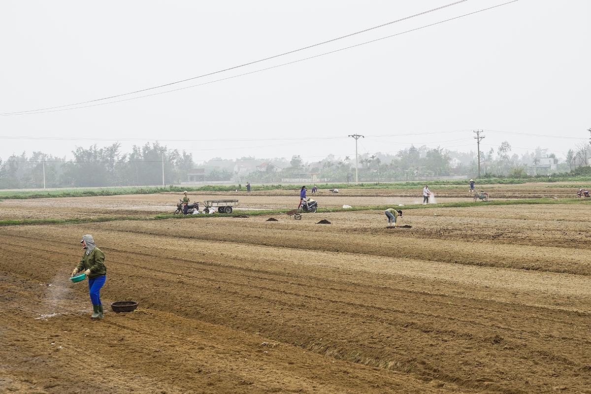 Trên vùng đất màu ven sông Lam người dân thường trồng. Ảnh: Trung Hà