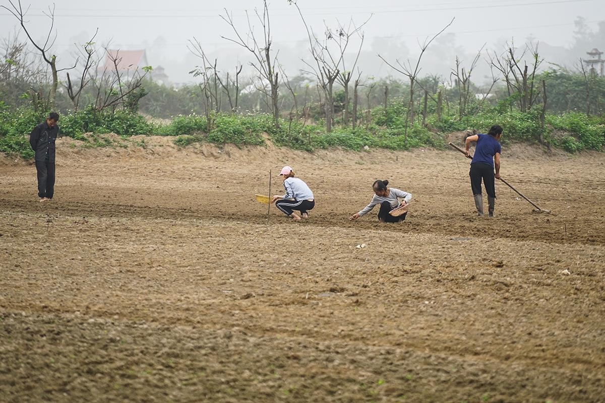 ra đồng đầu năm 6. Ảnh Trung Hà
