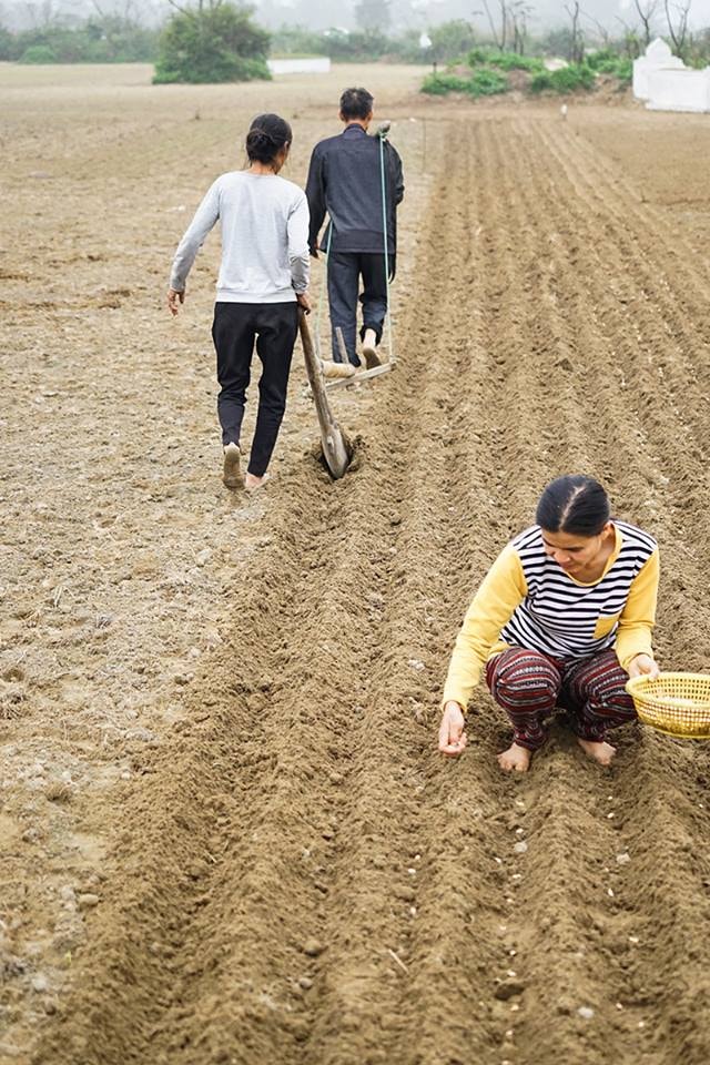 ra đồng đầu năm 9. Ảnh Trung Hà