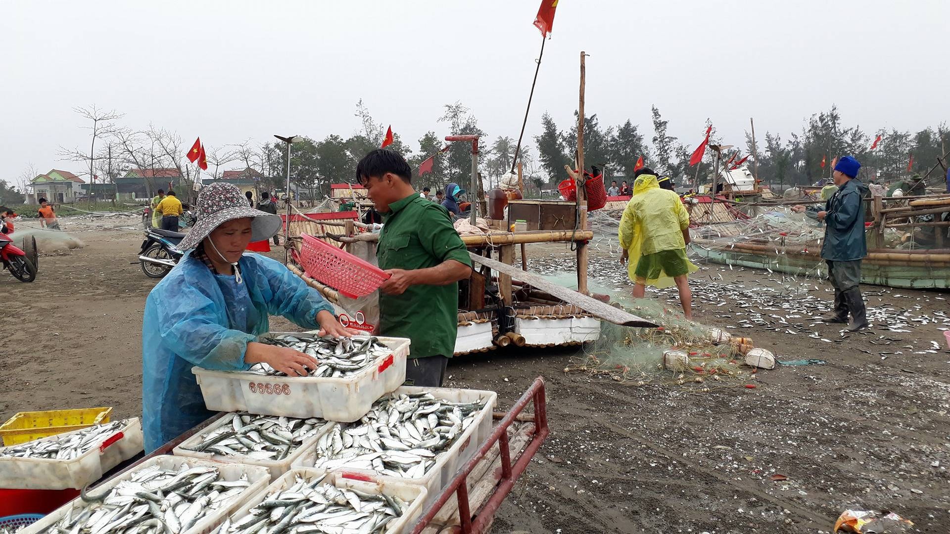 Ngư dân xã Diễn Kim (Diễn Châu) bán sỷ cá chích tại bãi biển. Ảnh: Mai Giang