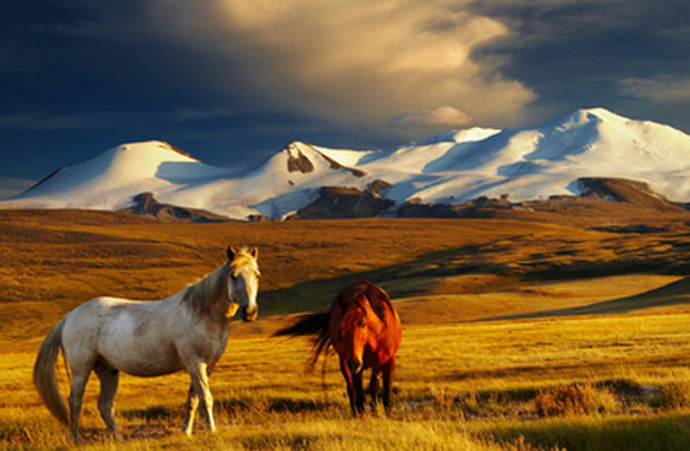 Tại Mông Cổ, số lượng một số loài động vật nhiều hơn số dân cư. Cụ thể, số ngựa lớn gấp 13 lần so với số người dân sinh sống tại đất nước này và số cừu lớn gấp 35 lần so với số người. 