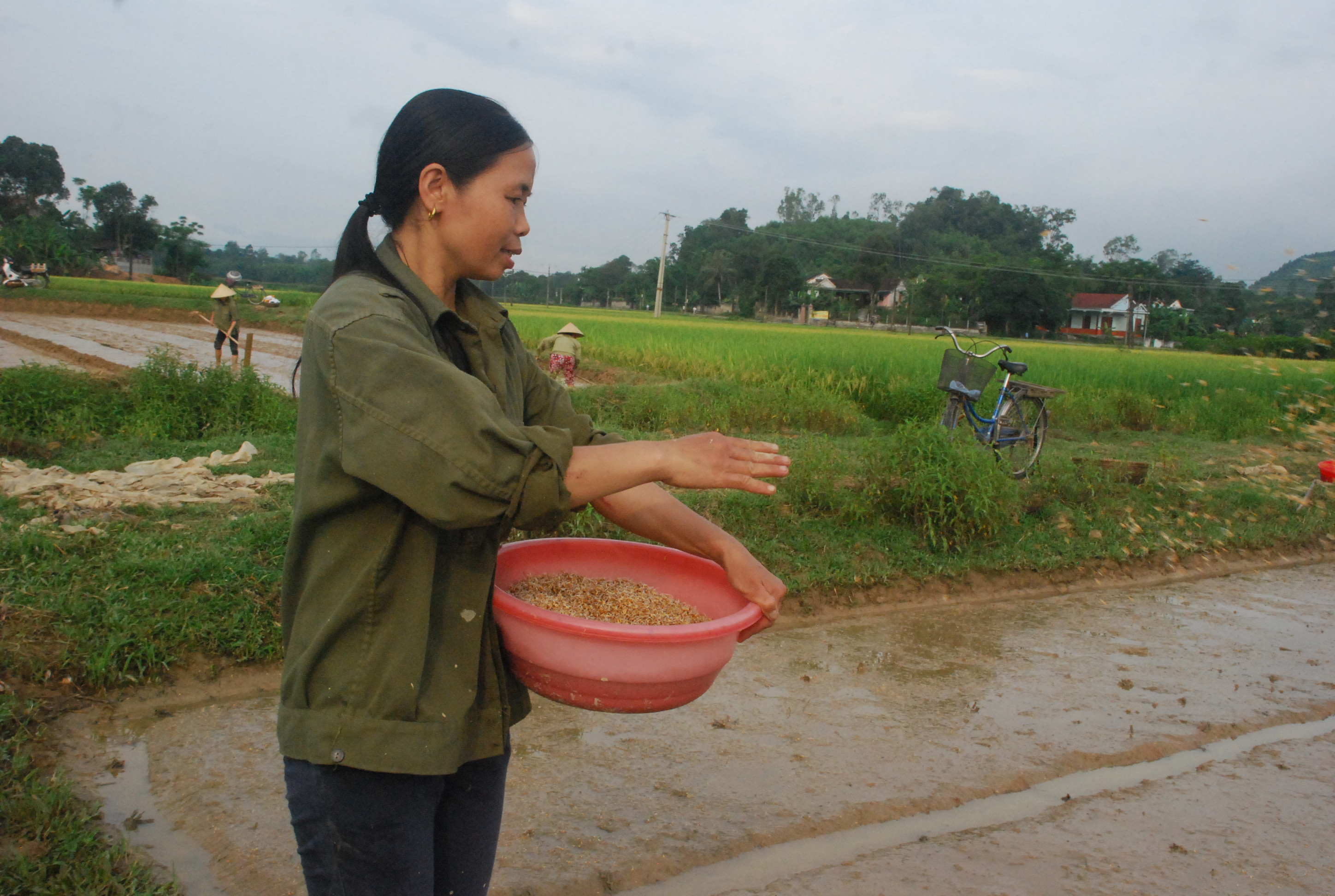 Người dân  xã Thanh Lĩnh (Thanh Chương) gieo lại lúa xuân bằng giống ngắn ngày. Ảnh: Đình Hà