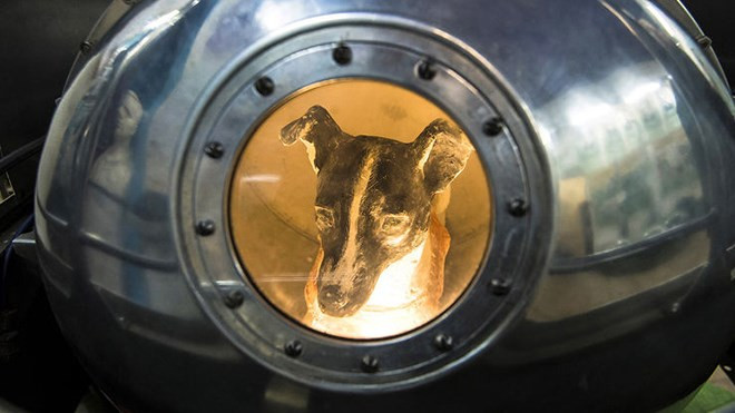 Chó Laika bên trong một phiên bản của vệ tinh Sputnik 2
