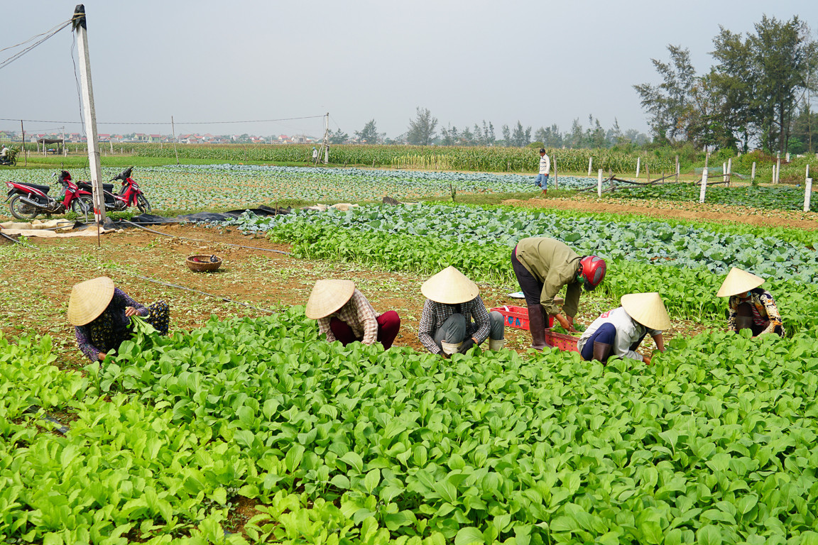 Tại vùng canh tác rau xanh ở xã Diễn Thành (Diễn Châu) những ngày này người dân tập trung ra đồng thu hoạch. Tuy nhiên nếu như dịp này năm ngoái rau xanh giá cao đắt hàng thì năm nay thì trái ngược. Ảnh: Hồ Đình Chiến  