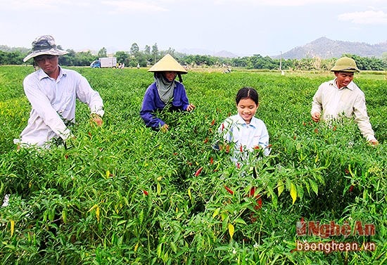 Mô hình trồng ớt hiệu quả kinh tế cao ở xã Khánh Sơn (Nam Đàn). Ảnh: Tư liệu