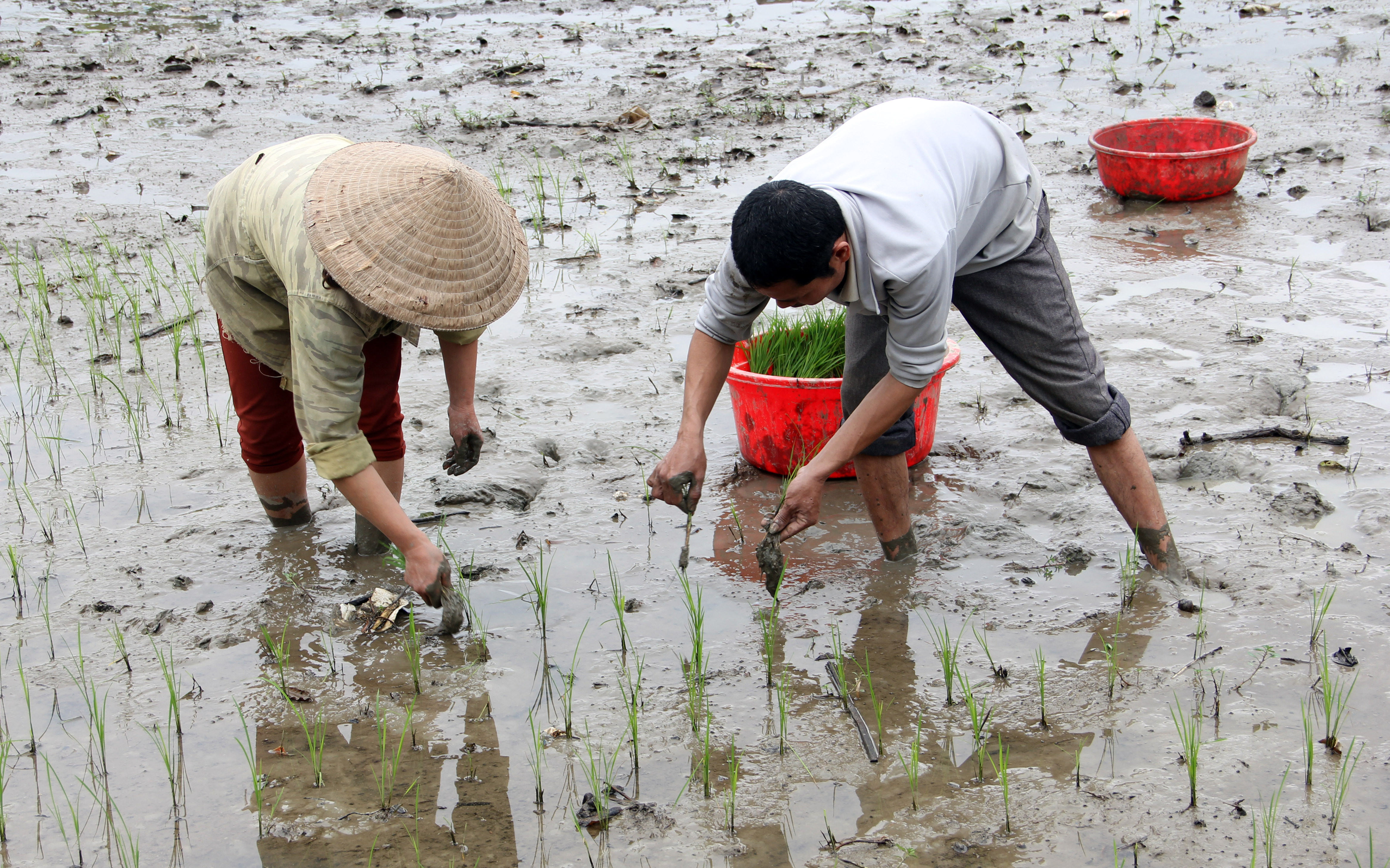 Có nhiều hộ dân buộc phải nhổ các cây lúa vừa cấy chưa được bao lâu của gia đình mình để gom lại vào một thửa ruộng. Ảnh: Quốc Phòng