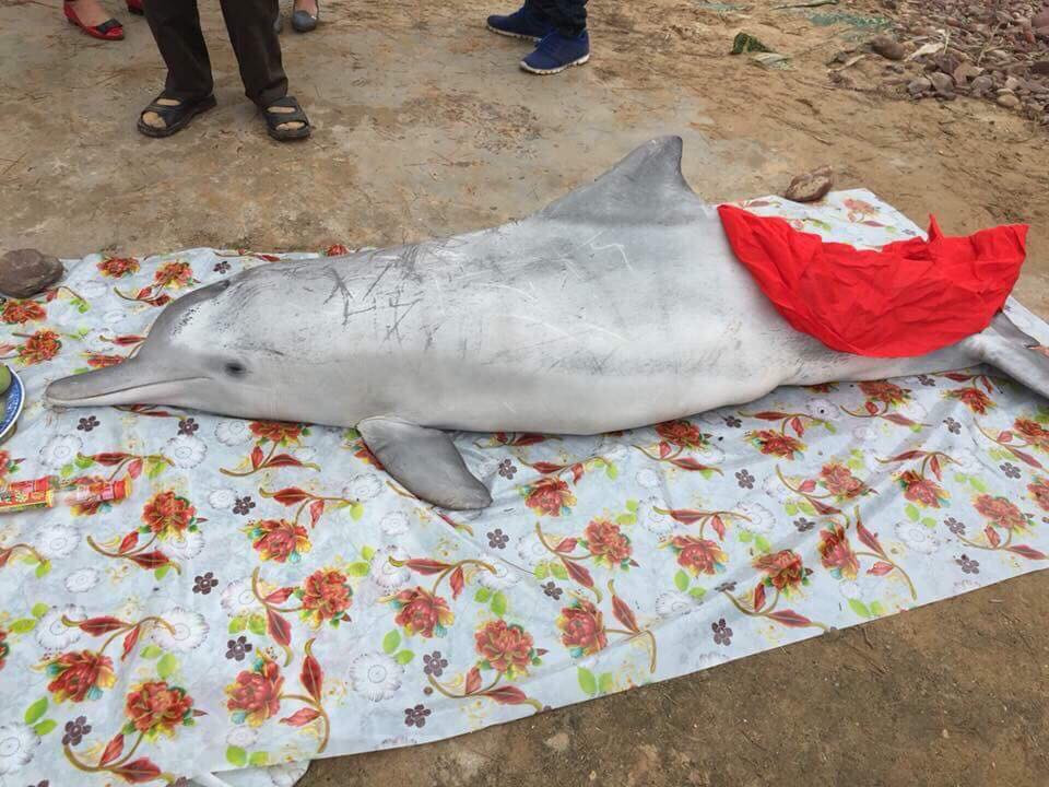 Cá heo nặng hơn 70kg chết trôi dạt vào bờ biển xã Nghi Yên. Ảnh: Quang Dũng